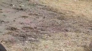 точикобод бозори сари пул