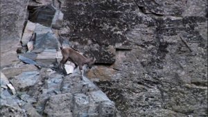 Снежный барс, ирбис, - самый редкий зверь в Гималаях.