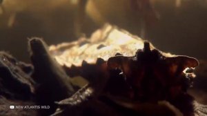 Комодский Варан Пожирает Все на Своем Пути