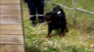 recherche de personne rottweiler k9 chien travail cecilia cyno entrainement