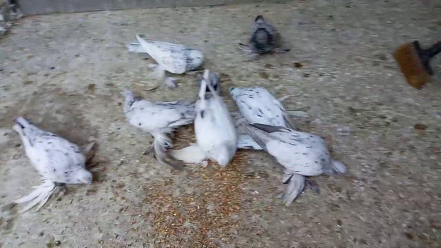 Бойные голуби, мраморные лохмоногие, Грузия, Тбилиси 15.10.19 Roller pigeons, Georgia,Tbilisi смотреть онлайн