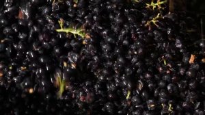 "So entsteht Wein" Weingut Salzl Seewinkelhof - Illmitz, Burgenland