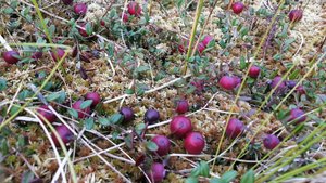 За клюквой на болото.