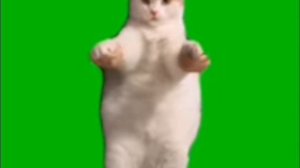 танцующий кот на фоне мем