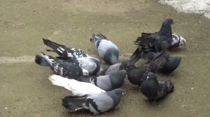 Николаевские голуби.Pigeon.Вот как бывает.
