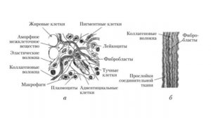 Что такое коллаген, с чем его едят и зачем он нужен питомцам