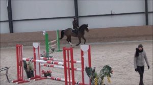 SOLD - Lincoln - *2014, gelding, prospect jumper, Lordanos x Carinjo, www.salesporthorses.com