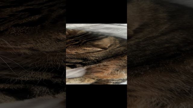 ЧЕССИ🐯ВМЕСТЕ ОТДЫХАЕМ