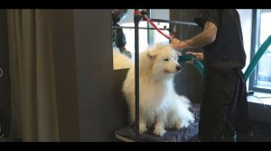 Груминг салон BARBERDOG Москва Медведково