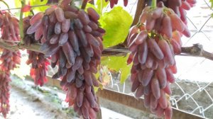 Самый красивый и эффектный кишмиш!🍇🍇🍇.mp4 WhatsApp и Viber +79528500417. Тел. +79054033245.