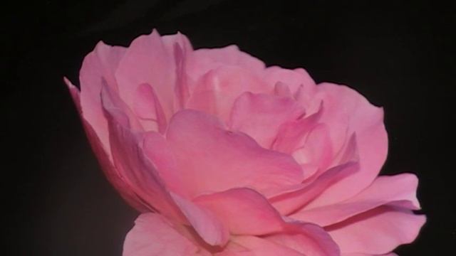 06 306 Walzer (Siegfried Zabransky) смотреть онлайн