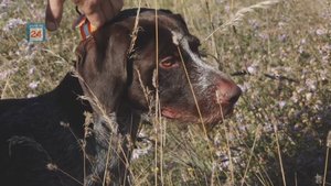 30 четвероногих «охотников». Межрегиональные состязания легавых собак в Хакасии