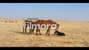 Салхин зээрд