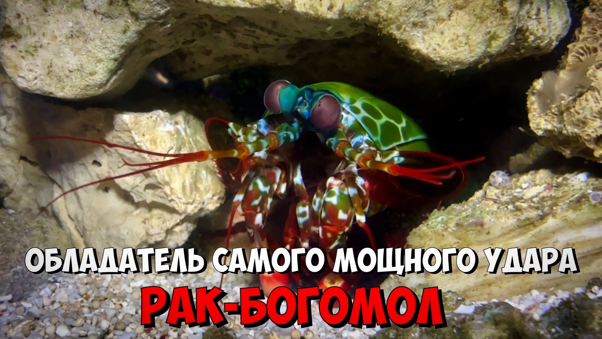 Рак-Богомол | Обладатель самого мощного удара в животном мире смотреть онлайн