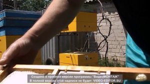 Джентерский сот