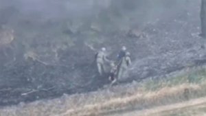 🔴Курская область, н.п «Русская Конопелька»🔴Уничтожение диких кабанов в лесах🔴