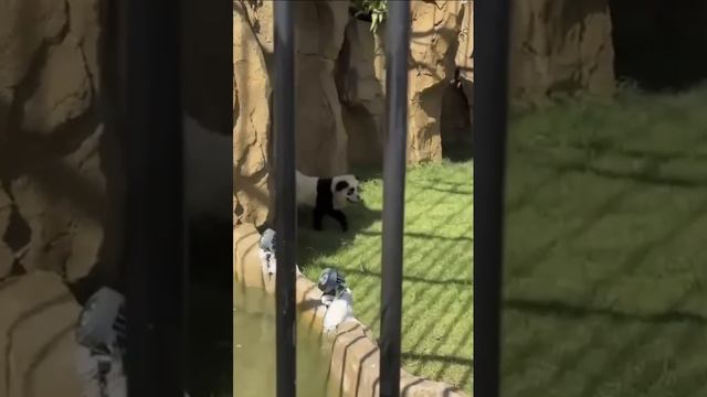 В китайском зоопарке двух собак перекрасили, чтобы выдать за панд смотреть онлайн