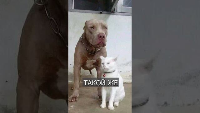 Кот думает, что он ПИТБУЛЬ