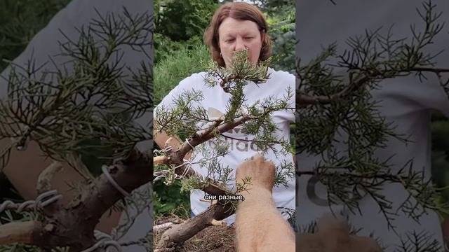 Формирование можжевельника (часть 4)