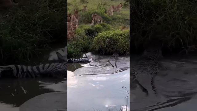 Прайд нашёл перекус, но есть нюанс 🐊