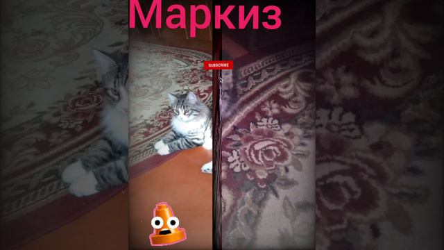 кот моей бабушки тогда и сейчас