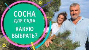 Сосна для сада. Какую выбрать?