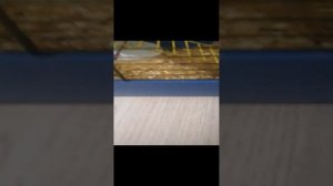 Что выбирает мой хомяк хрум корм или сыр