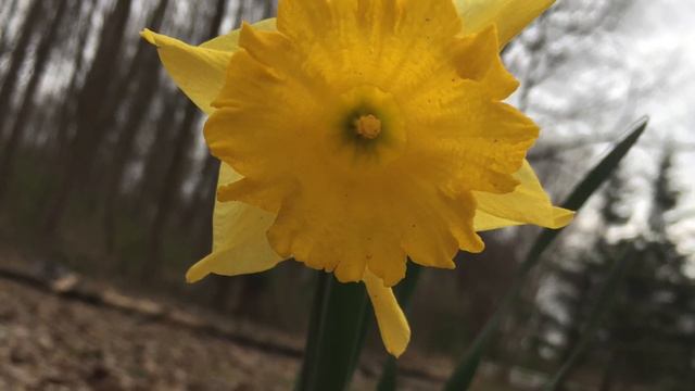 Glory by Liz Phair - Cover by Sydney Braun смотреть онлайн