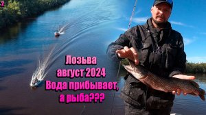 Лозьва август 2024/ Вода прибывает, а рыба???