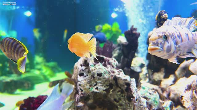 Aquarium in 4K HDR - Beautiful Relaxing Coral Reef Fish Tank - Tropical Fish, Screensaver