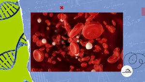 Можно ли увеличить продолжительность жизни до 200 лет? / Генетик Михаил Иванов / А почему?