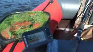 Ловля леща на Волге в августе. Кольцо, донки.