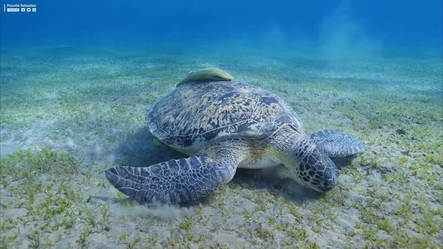 11 HOURS of 4K Underwater Wonders + Relaxing Music - Coral Reefs & Colorful Sea Life in UHD