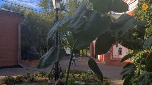 Храм Троицы Живоначальной в Борисово