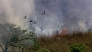 Мангровые леса, как и кораллы, стали для океанов яслями.