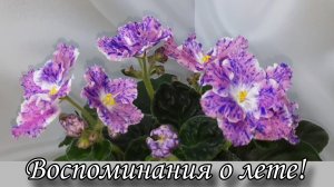 Летнее цветение моих фиалок! Видео из архива. Лето 2024г.