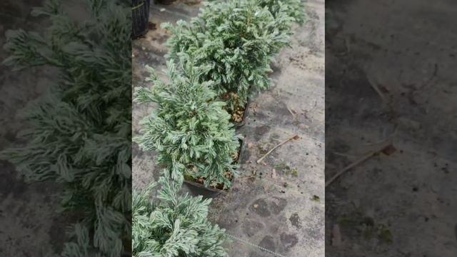 Boulevard кипарисовик горохоплодный -