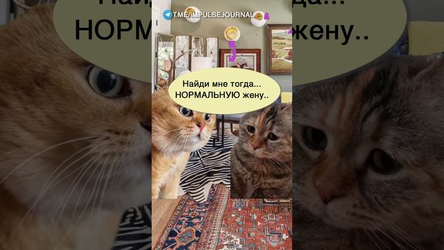 Желание профукано #мыкотики #вмем #разговор #анекдот #шутки #кот #юмор #смешное #прикольно #мемы