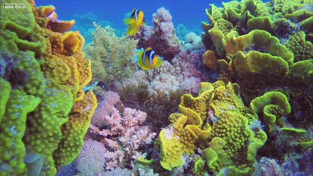 Aquarium 4K VIDEO (ULTRA HD) 🐠 Sea Animals With Relaxing Music 🐠 Rare & Colorful Sea Life Video