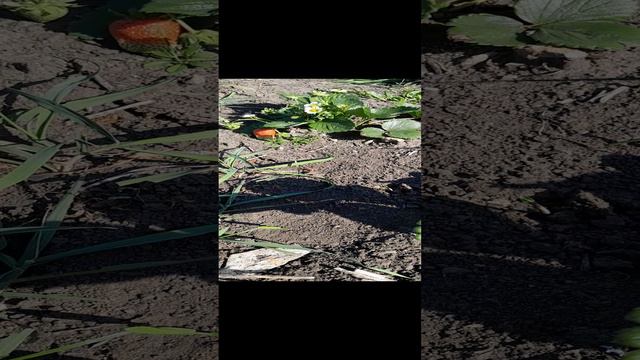 Самая крупная ягода