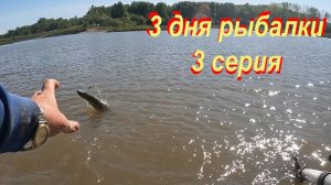 Три дня на рыбалке/Ловлю щуку на летние жерлицы и сазана на бойлы/Третий день/Щука-злюка.