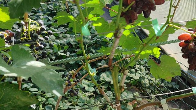 Помогаю лозе созреть. Приготовление раствора сульфата калия и ортофосфорной кислоты. 20.09.24