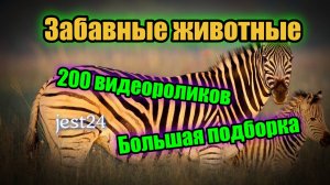 Забавные животные / 200 видеороликов / Большая подборка