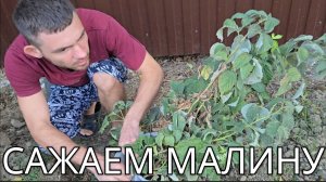 Влог // получили полис // посадили малину