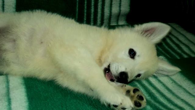 American White Shepherd.MY BEAUTIFUL DOG.REALLY LOVE HER смотреть онлайн