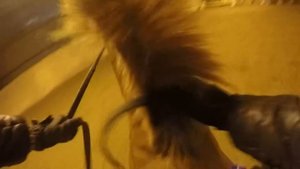Horse jumping with Go Pro