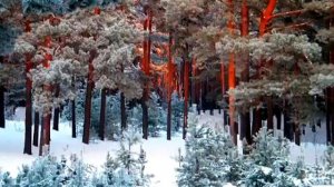 Красота русского леса    Beauty Russian forest