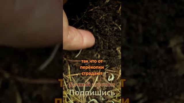 НЕ ПЕРЕКАПЫВАЙ ОСЕНЬЮ ОГОРОД! Все равно не поможет