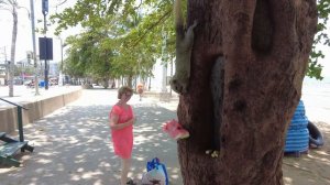 Паттайя, Белка ест Арбуз, Куда пропали Лежаки? смотрите на Рутуб