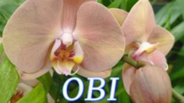 930/ СВЕЖАЯ поставка ШИКАРНЫХ орхидей в OBI